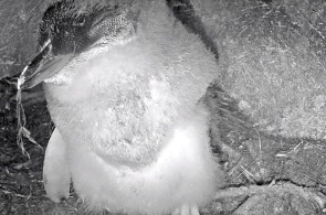 Little penguin nest. Oamaru webcams