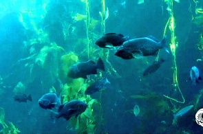 The Monterey Bay aquarium in real time