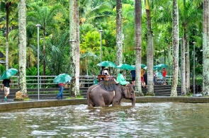 Elephant Park. Elephant Safari Park. Webcam Bali online