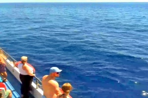 Catamaran Royal Delfin. Tenerife webcam online