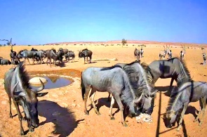 Watering hole in the Namib desert. Rehoboth webcams