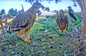 Solar eagle's nest. Webcams Naberezhnye Chelny