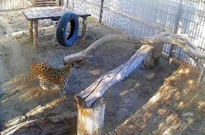 The Far Eastern leopard Elisha. Barnaul Zoo webcam online