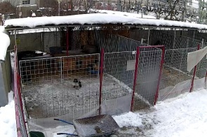 Home "DOG RESCUE". Bucharest webcam online