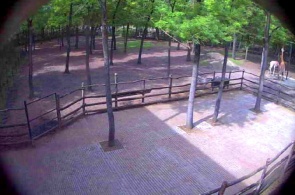 Szegedi Vadaspark zoo observation deck. Seged's web camera online