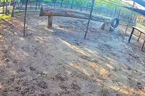 The African lion. Barnaul Zoo webcam online