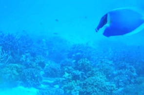 Underwater camera on Meeru island. Webcams Meeru