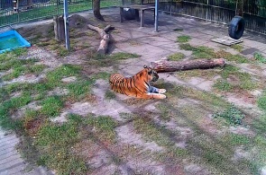 Amur tiger. Webcams Barnaul