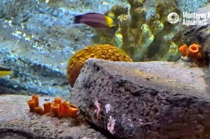 Coral reef. Webcam Monterey online
