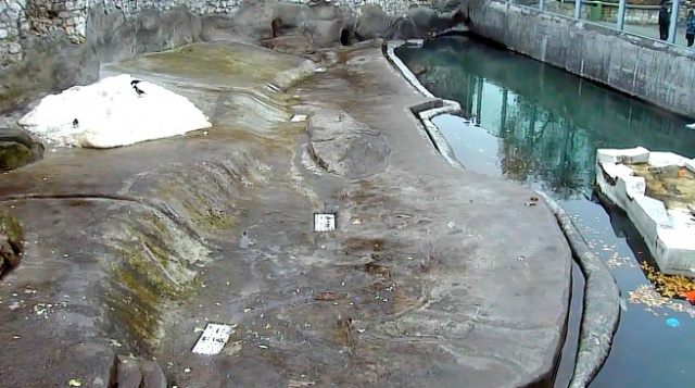 The Moscow zoo. Polar bears web Cam online