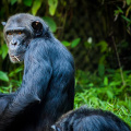 Uganda Tourism Committee asks guests to refrain from communicating with primates