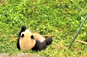 Giant Panda. Chengdu Webcams Online