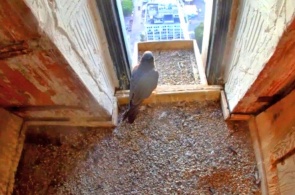 Peregrine Falcon -a bird of prey of the Falcon family. Webcam Boston online
