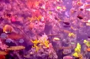 Tropical Reef Aquarium of Pacific. Long Beach webcams