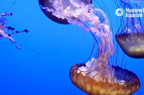 Jellyfish at the Monterey Bay aquarium. Webcam Monterey online