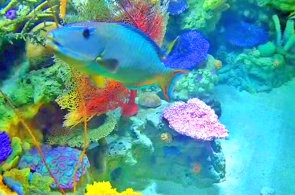 Aquarium with tropical fish. Long Beach webcams