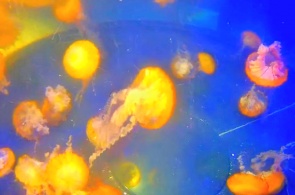 Aquarium with jellyfish. Long Beach webcams