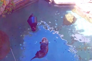 Otter aquarium. Seattle webcams