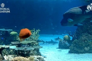 Reef sharks. The national Aquarium web camera online