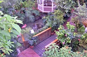 Key West Butterfly and Nature Conservatory web camera online