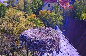 The Nest Of The White Stork. Webcam Berlin online