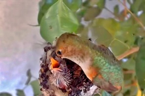 Hummingbird nest. Webcams La Verne online