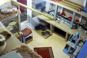 The animal shelter "ULUBELE". Webcam Lychee online