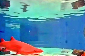 Shark lagoon. Long Beach webcams