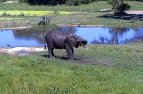 Elephants. National Park Aberdare web Cam online
