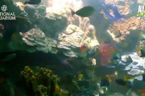 National Aquarium. Coral reef web camera online