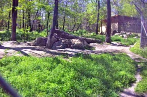 An aviary with gray wolves. Szegedi Vadaspark zoo webcam online