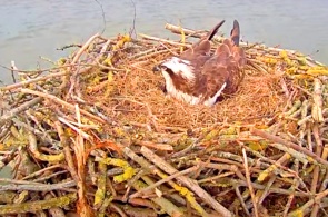 Webcam at the osprey nest. Rutland Webcams