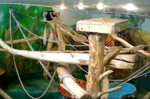 Colobuses. Novosibirsk Zoo named after R. A. Shilo webcam online