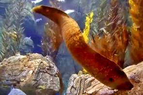 Blue Cave Aquarium. Long Beach webcams