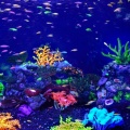 Exotic underwater world of the Samara Aquarium