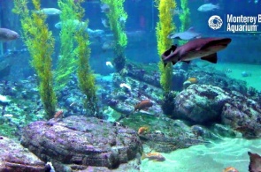 Sharks in the Monterey Bay aquarium. Webcam Monterey online