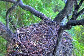 Sea eagle's nest. Sydney webcams